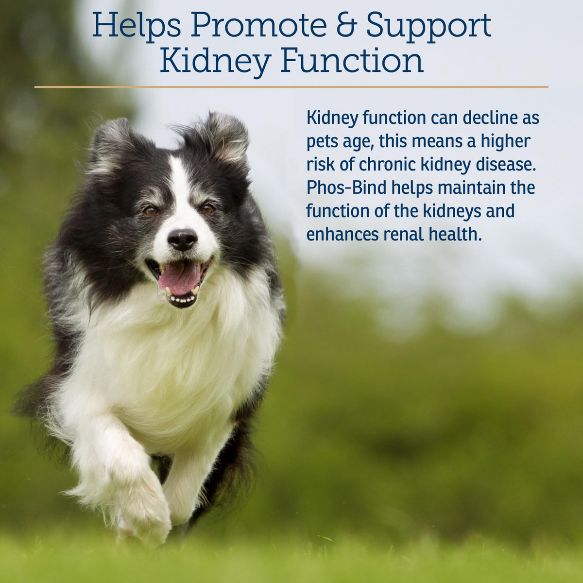 Kidney Support Supplement Powder 200g B147325
