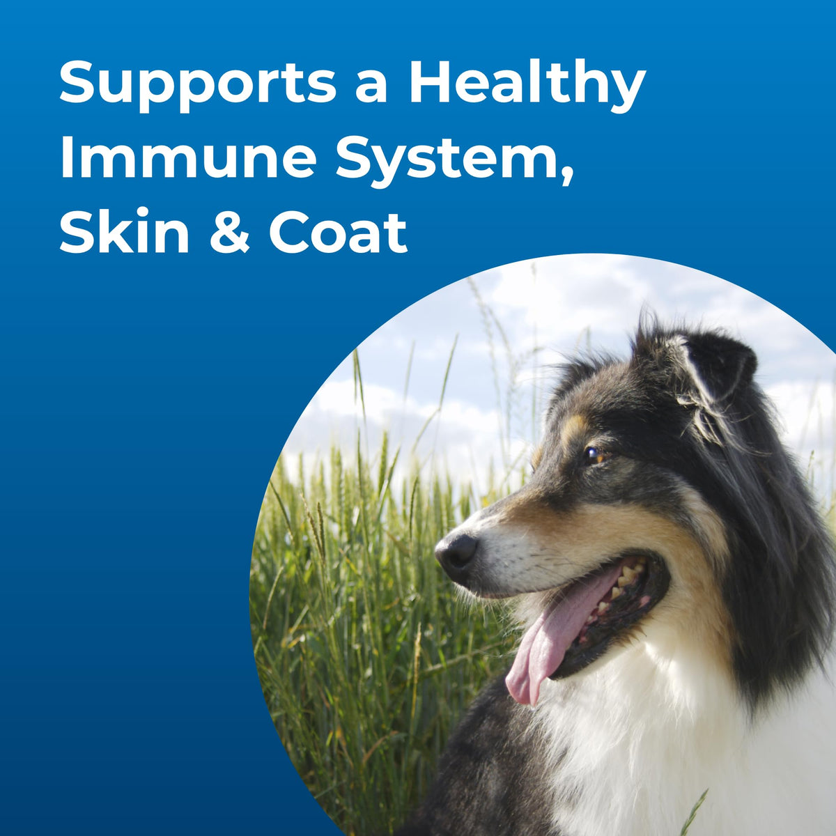 High Calorie Liquid Nutritional Supplement for Dogs & Puppies 16 oz K883