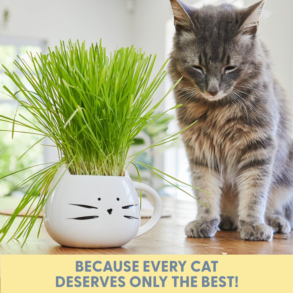 Organic Cat Grass Growing Kit with Seed Mix Soil and White Planter J126452