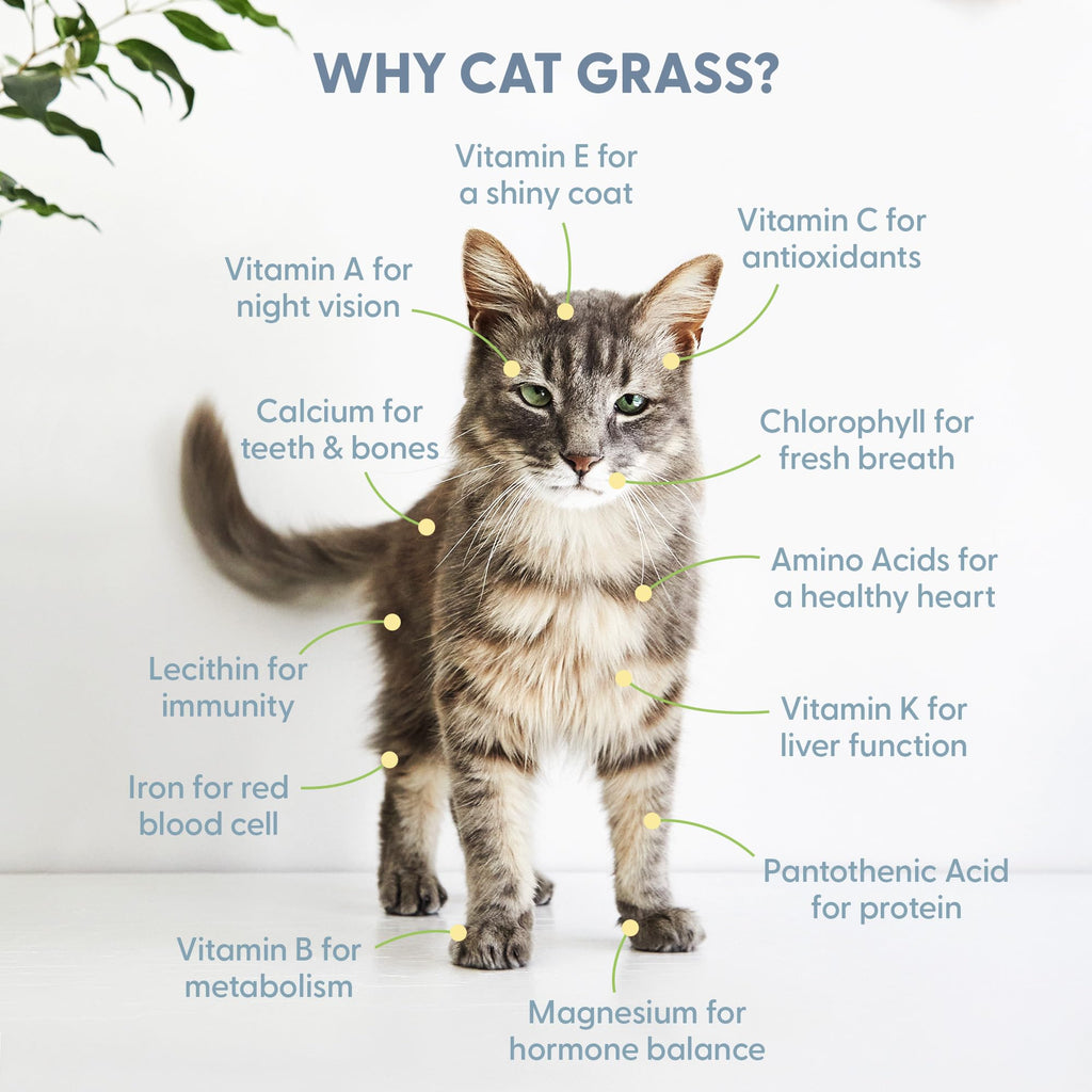 Organic Cat Grass Growing Kit with Seed Mix Soil and White Planter J126452
